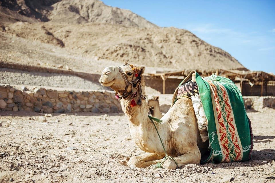 Sharm El Sheikh: Stargazing, ATV Tour, BBQ Dinner and Show